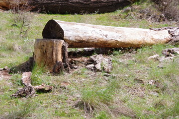 fallen down log in forest