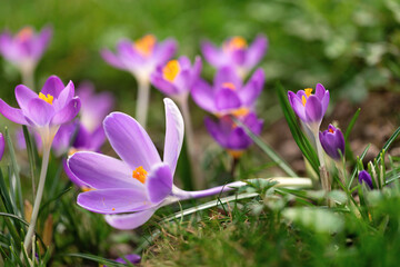Purple crocus flowering in grass