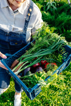 Crop anonymous woman with basket of garden vegetables