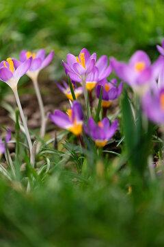 Bunch of crocus flowers blooming in early spring in lawn