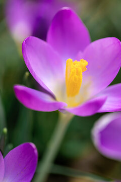 Macro of purple Crocus flower in lawn