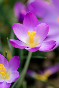 Early spring crocus flowers blossom