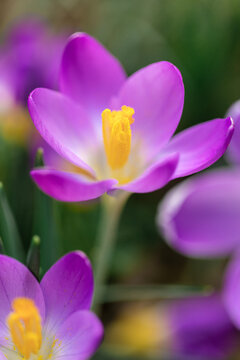 Macro of crocus flowering