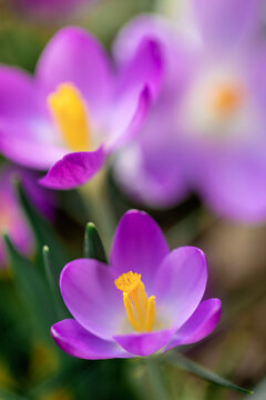 Spring crocus bloom