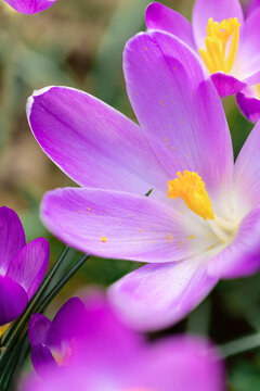 Extreme close up of crocus flower