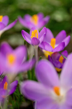 Crocus flowers blooming in lawn