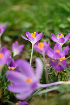 Many violet crocus flowers in lawn