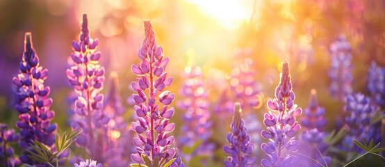 lavender flower in garden field with sunrays sunset light, amazing view