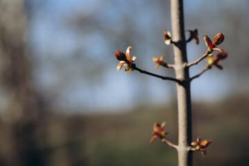 trees and leaves bloom in spring