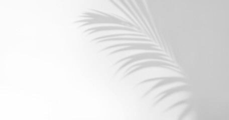 Palm Leaf Shadow Overlay on transparent Background. Minimalist Design & Tropical Concept