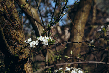 trees and leaves bloom in spring