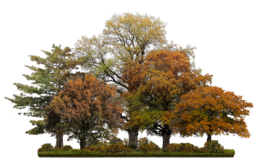 Forest png sticker on transparent background