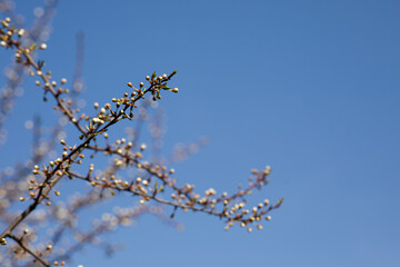 trees and leaves bloom in spring