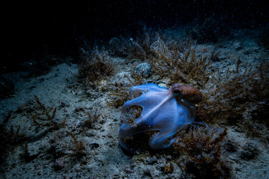 Octopus Hunting at Night