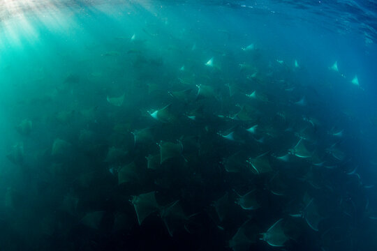 Fever of Mobula Rays