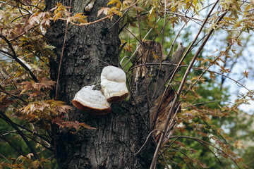 tree disease is a large fungus
