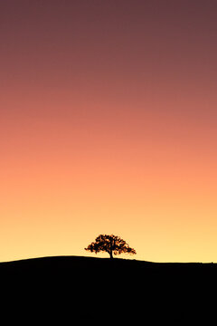 Gradient sunset tree silhouette 