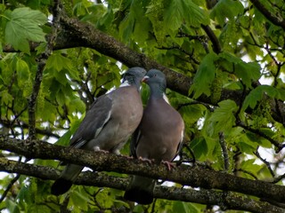 A courting male pursues his intended mate on the tree branches, circling her, with his neck feathers inflated and his tail spread, bowing and cooing all the while.