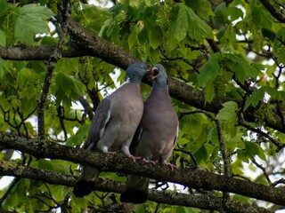 Obraz premium A courting male pursues his intended mate on the tree branches, circling her, with his neck feathers inflated and his tail spread, bowing and cooing all the while.