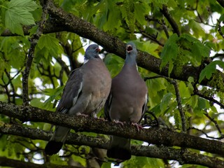 A courting male pursues his intended mate on the tree branches, circling her, with his neck feathers inflated and his tail spread, bowing and cooing all the while.