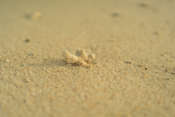 Fototapeta na wymiar 砂浜で見つけた珊瑚のかけら