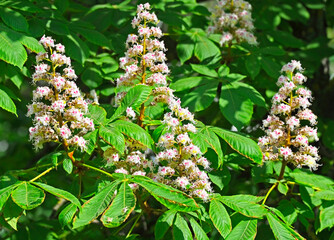 Blossoming chestnut (Castanea sativa)