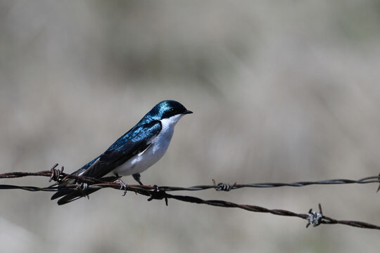 Male Tree Swallow sits perched on a wire agricultural fence