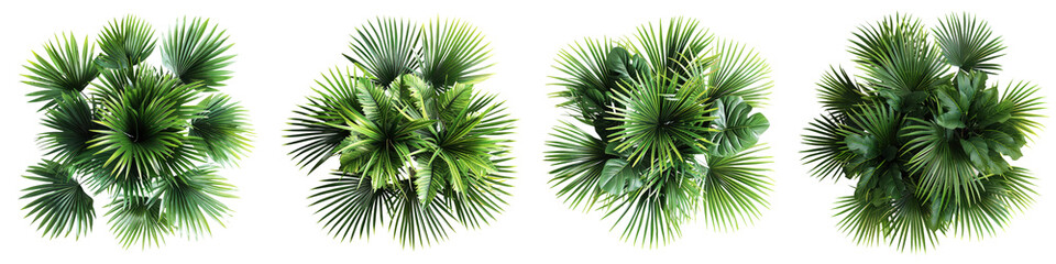 set of palm plants aerial view isolated on white or transparent background cutout png clipping path
