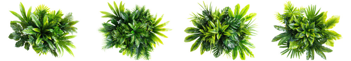 set of green bush plants top view isolated on white or transparent background cutout png clipping path
