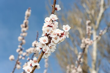 Close-up of apricot blossoms with a defocused blue sky and tree in the background