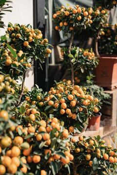 Kumquat Trees for Sale