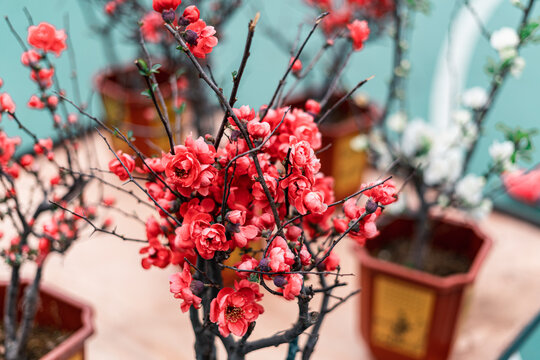 Plum Blossoms for Sale