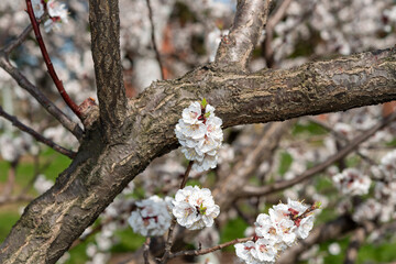 branches of an apricot tree with flowers
