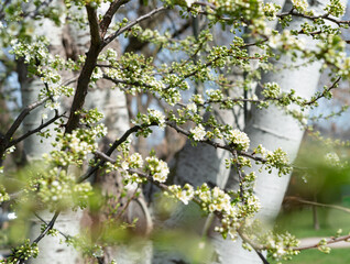 decorative spring view background featuring plum blossoms and tree trunks in the afternoon sun