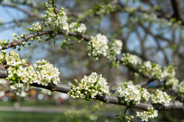 close-up of white fruit tree blossoms on a defocused urban background