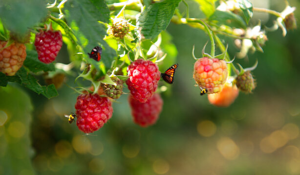Raspberry hanging from bush 