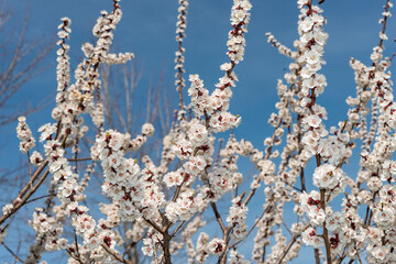 fruit tree blossoms on tall branches and sky
