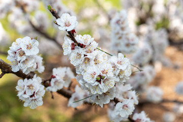 close-up of blossoms on a branch
