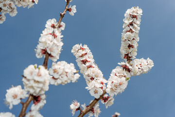 glancing up at apricot blossoms on a sunny spring afternoon and blue sky