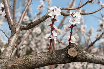 close-up of short branches with fruit tree blossoms