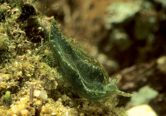 Solar-powered sea slug on rock, green velvet snail, green elysia, sap-sucking slug (Elysia viridis), green color by embeded chloroplasts, 