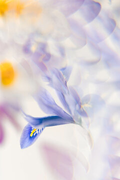 Abstract image of refracted Iris flower