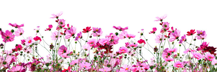 Fototapeta na wymiar Pink flower border png sticker, transparent background