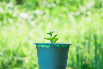Small premna plants in plastic pot on green nature blur background