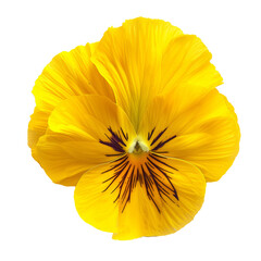 yellow pansy flower Isolated on white background 