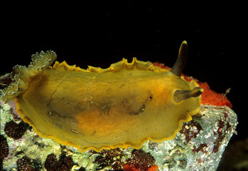 Dorid nudibranch or sea slug, Dendrodoris limbata., Alghero, Capo Caccia, Sardinia, Italy  