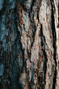 Rustic pine tree bark texture close-up