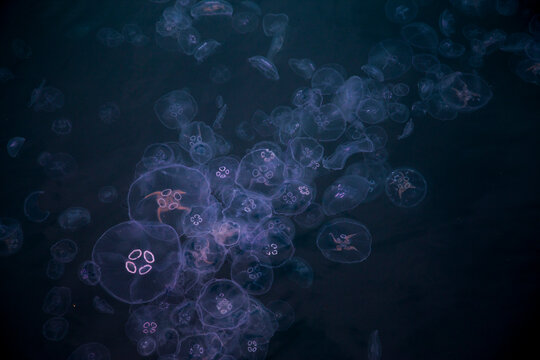 Jellyfish At The Sea