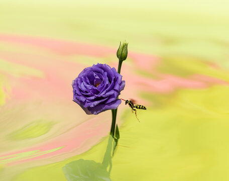 Wasp in flight adjacent to Texas Bluebell
