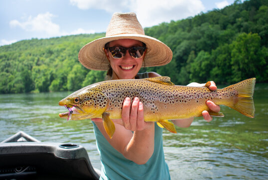 Brown trout 